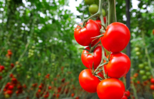 Давайте таке підживлення томатам 1 раз на 7 днів для відмінного самопочуття та гарної родючості: врожаєм завалить