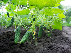 Найкраще вітамінне підживлення для швидкого росту та багатого врожаю огірків