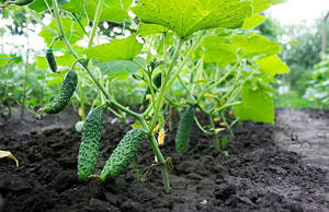 Найкраще вітамінне підживлення для швидкого росту та багатого врожаю огірків