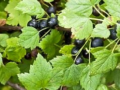 Тля, білокрилка та кліщі на смородині, трояндах та овочах змиваються після обробки настоєм з цієї трави