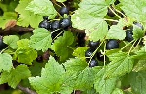 Тля, білокрилка та кліщі на смородині, трояндах та овочах змиваються після обробки настоєм з цієї трави