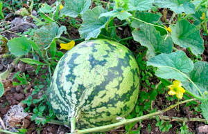 Скільки пагонів та ягід кавуна можна залишити на одній рослині: секрет багатого врожаю