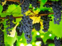 Чому домашній виноград не зберігається довго: практично всі дачники роблять цю помилку при збиранні врожаю винограду