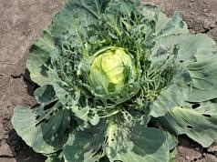 Що робити, якщо з’явились чорні прошарки у капусті: як вилікувати врожай ще на грядці