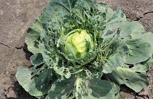 Що робити, якщо з’явились чорні прошарки у капусті: як вилікувати врожай ще на грядці