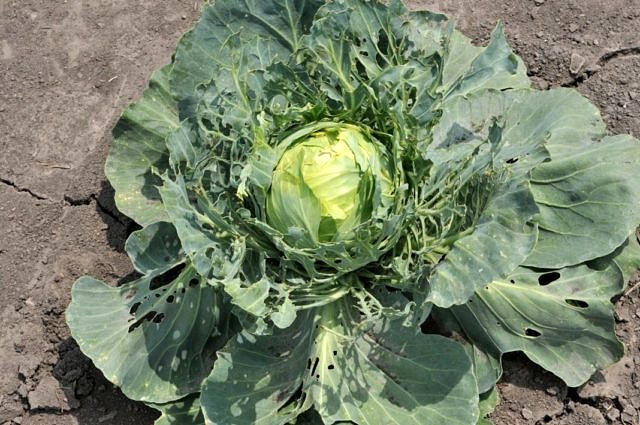 cabbage-1