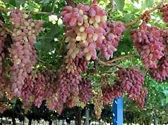 Три дуже корисні сусіди для винограду. Посадіть їх поряд і врожай збільшиться.