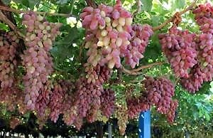 Три дуже корисні сусіди для винограду. Посадіть їх поряд і врожай збільшиться.