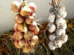 Що посадити після збору врожаю часнику та цибулі: найкращі варіанти