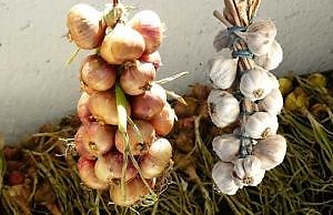 Що посадити після збору врожаю часнику та цибулі: найкращі варіанти