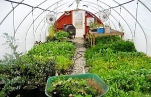 Які рослини можна вирощувати в теплиці взимку: про що не здогадуються багато дачників