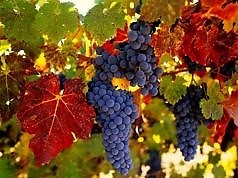 Перезимує навіть найпримхливіший виноград: так готують лозу до зимівлі досвідчені виноградарі.