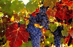 Перезимує навіть найпримхливіший виноград: так готують лозу до зимівлі досвідчені виноградарі.