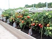 Що робити з ґрунтом у парнику, де росли помідори: не повторюйте чужих помилок