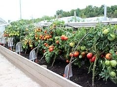 Що робити з ґрунтом у парнику, де росли помідори: не повторюйте чужих помилок