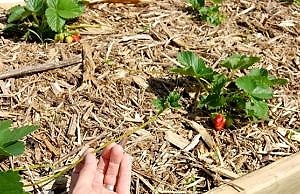 Безвідмовний спосіб посадки полуниці восени – 3 хитрощі, і отримайте врожай вже наступного літа