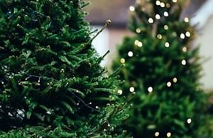 Где в Каменском можно купить елку