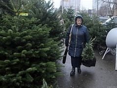 В Украине начали продавать новогодние елки
