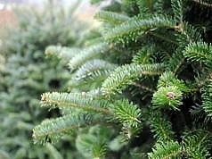 В каких местах будет осуществляться продажа натуральных елок в Каменском