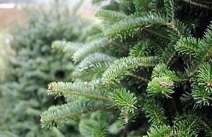В каких местах будет осуществляться продажа натуральных елок в Каменском