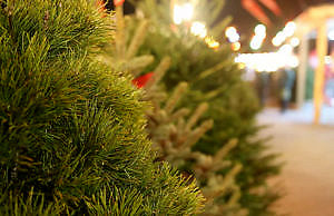 Открыли елочный базар в центре Каменского