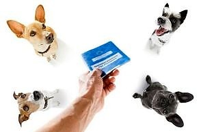 Электронные паспорта для животных — для чего планируется их внедрение